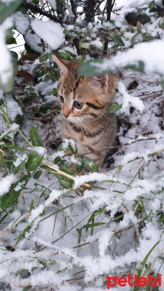 Tekir Kedi, Kedi  Viski fotoğrafı