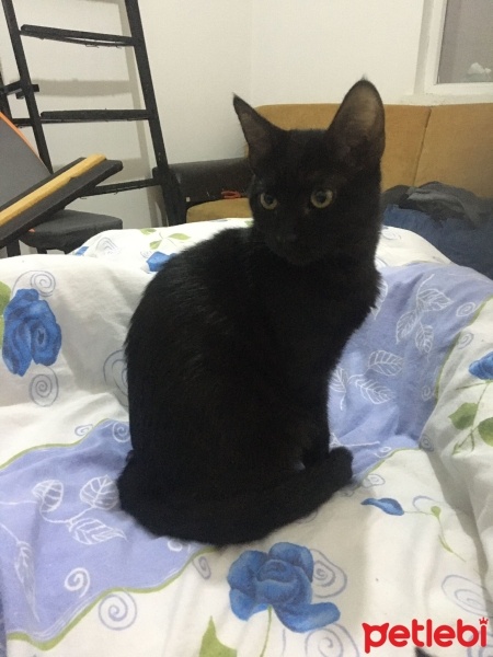 Bombay, Kedi  Gölge fotoğrafı
