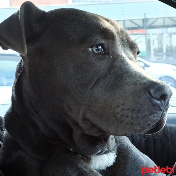 Amerikan Staffordshire Terrier, Köpek  Hector fotoğrafı