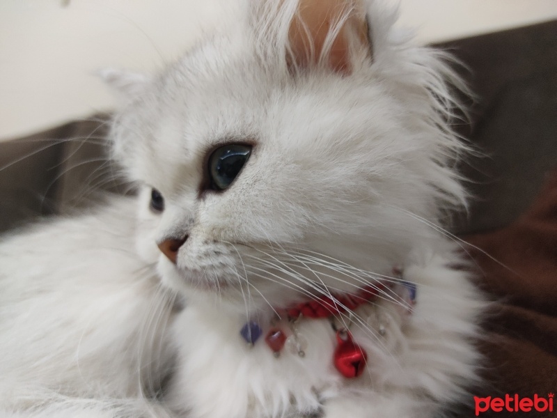 British Longhair, Kedi  Süslü fotoğrafı