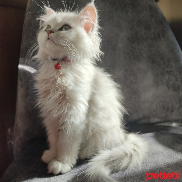 British Longhair, Kedi  Süslü fotoğrafı