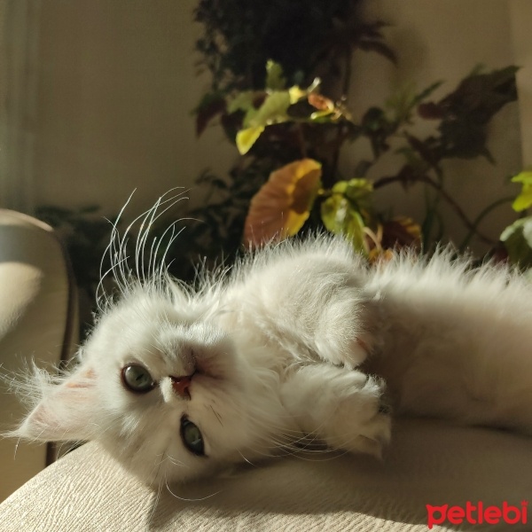 British Longhair, Kedi  Süslü fotoğrafı