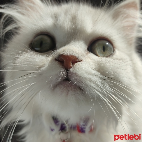 British Longhair, Kedi  Süslü fotoğrafı