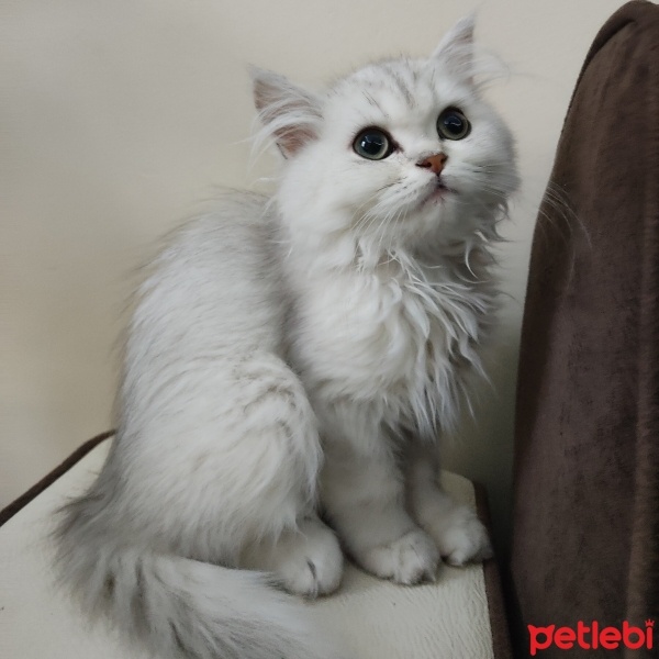 British Longhair, Kedi  Süslü fotoğrafı