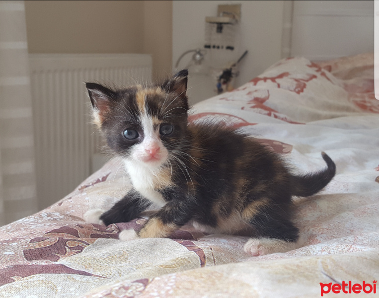 Tekir Kedi, Kedi  Kedicikler fotoğrafı