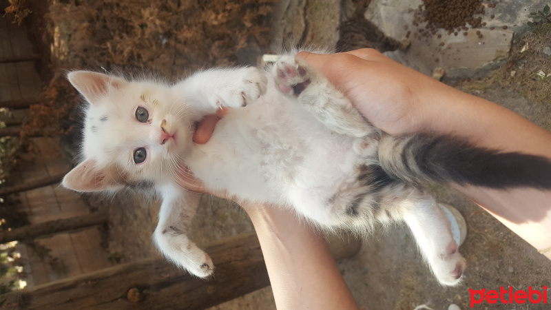 Tekir Kedi, Kedi  Kedicikler fotoğrafı