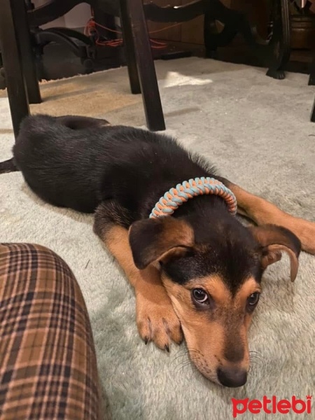 Sokö (Sokak Köpeği), Köpek  Sefa fotoğrafı
