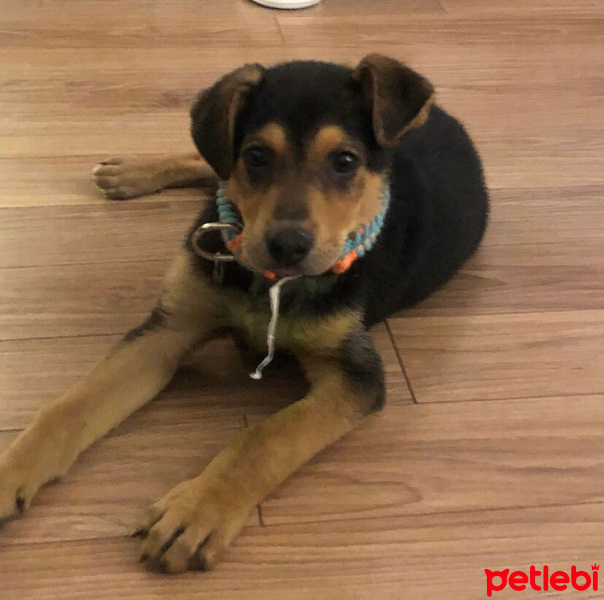 Sokö (Sokak Köpeği), Köpek  Sefa fotoğrafı