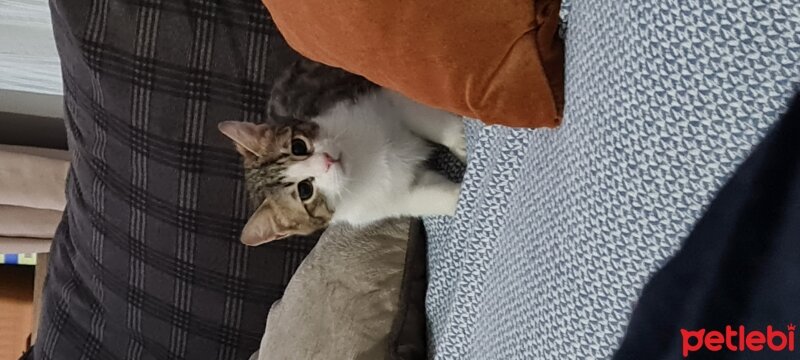 Tekir Kedi, Kedi  5 aylık Osi fotoğrafı