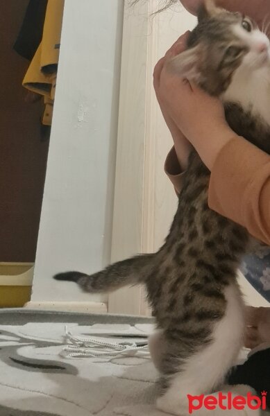 Tekir Kedi, Kedi  5 aylık Osi fotoğrafı