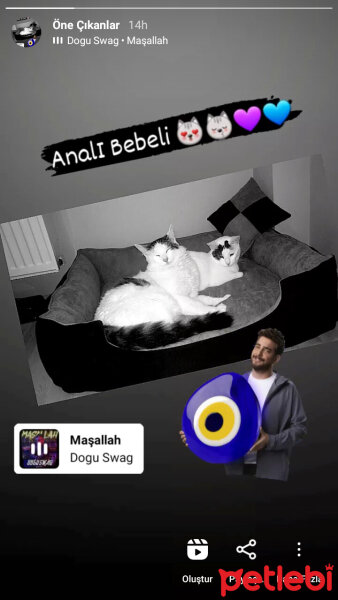 Van Kedisi, Kedi  Balkız fotoğrafı