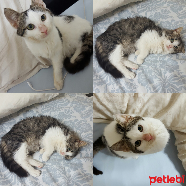 Tekir Kedi, Kedi  Kedicikler fotoğrafı