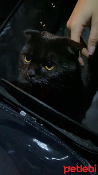 Scottish Fold, Kedi  Gece fotoğrafı