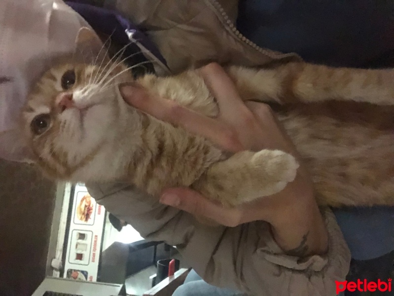 Tekir Kedi, Kedi  Limon fotoğrafı