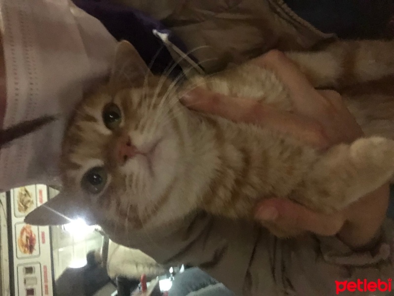 Tekir Kedi, Kedi  Limon fotoğrafı