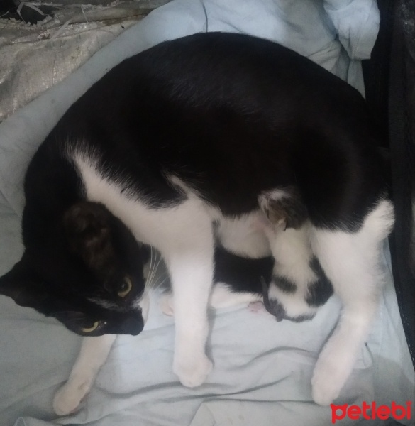 Tekir Kedi, Kedi  Zeytin fotoğrafı