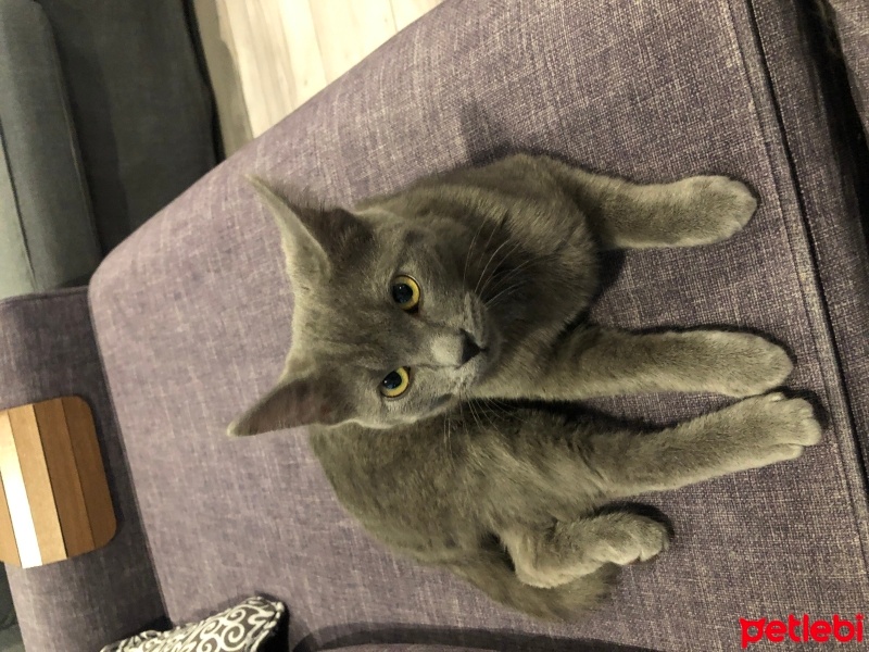 Tekir Kedi, Kedi  Gölge fotoğrafı