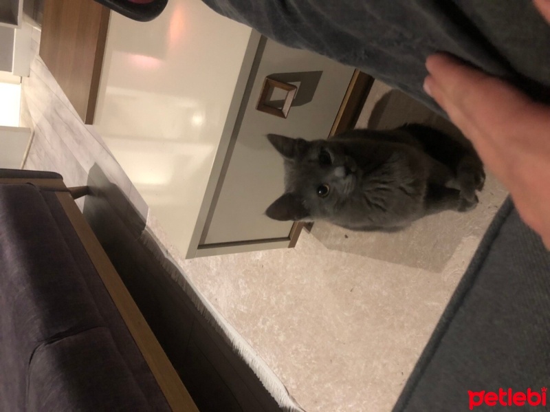 Tekir Kedi, Kedi  Gölge fotoğrafı