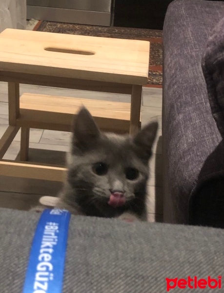 Tekir Kedi, Kedi  Gölge fotoğrafı