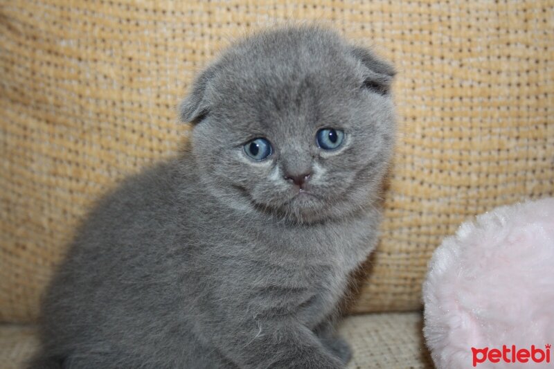 Scottish Fold, Kedi  Sebo fotoğrafı