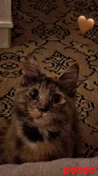 Tekir Kedi, Kedi  Bihter fotoğrafı