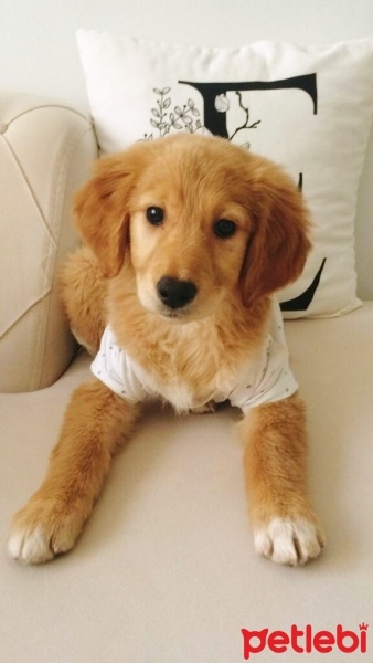 Golden Retriever, Köpek  Alvin fotoğrafı