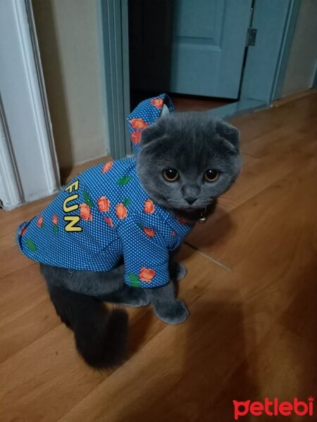 Scottish Fold, Kedi  Duman fotoğrafı