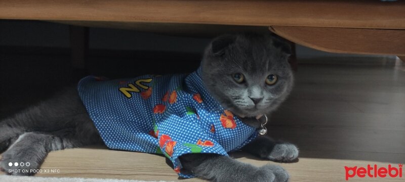 Scottish Fold, Kedi  Duman fotoğrafı