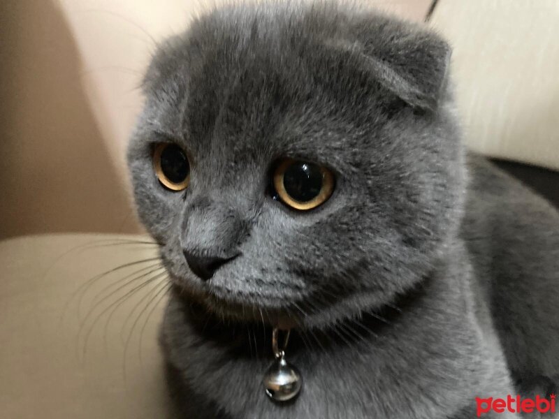 Scottish Fold, Kedi  Duman fotoğrafı