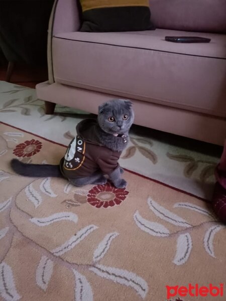 Scottish Fold, Kedi  Duman fotoğrafı