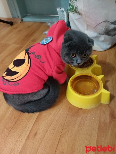 Scottish Fold, Kedi  Duman fotoğrafı