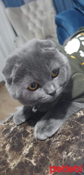 Scottish Fold, Kedi  Duman fotoğrafı