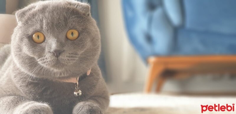 Scottish Fold, Kedi  Duman fotoğrafı