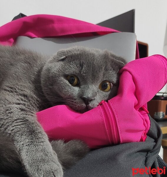 Scottish Fold, Kedi  Duman fotoğrafı