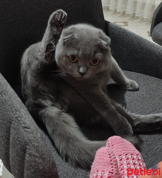 Scottish Fold, Kedi  Duman fotoğrafı