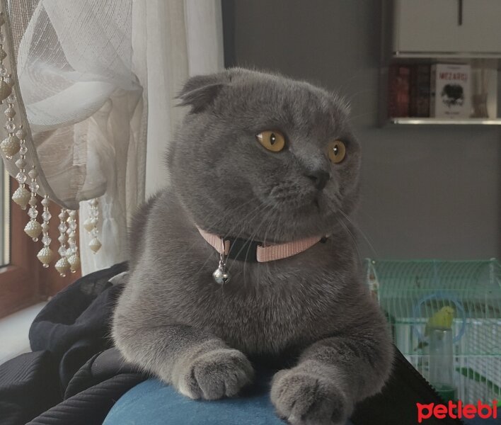 Scottish Fold, Kedi  Duman fotoğrafı