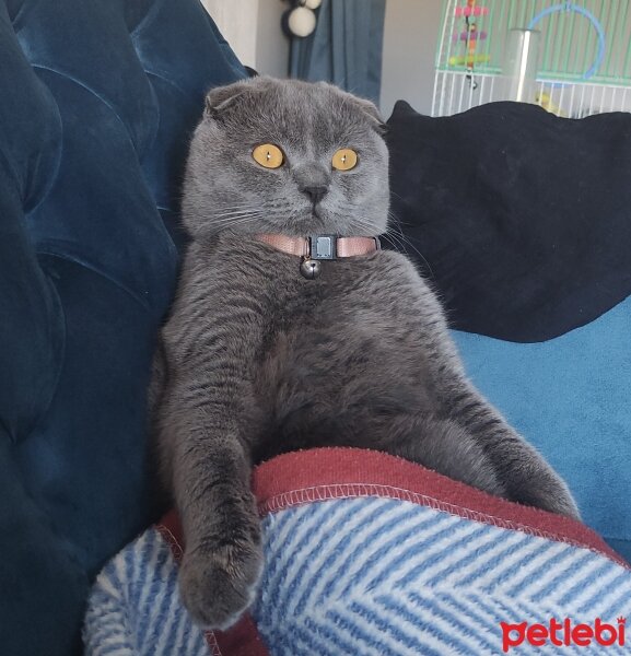 Scottish Fold, Kedi  Duman fotoğrafı