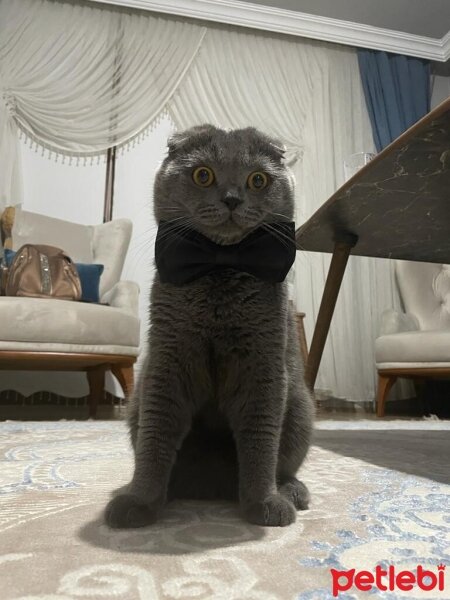 Scottish Fold, Kedi  Duman fotoğrafı