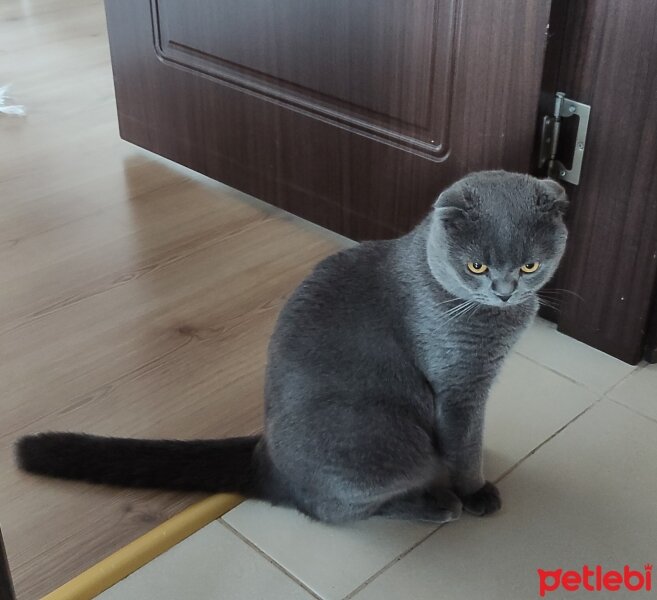 Scottish Fold, Kedi  Duman fotoğrafı