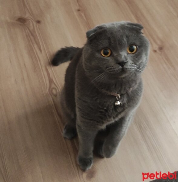 Scottish Fold, Kedi  Duman fotoğrafı