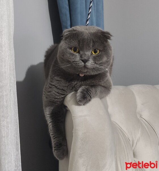 Scottish Fold, Kedi  Duman fotoğrafı