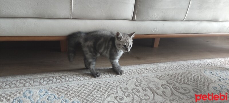 Scottish Fold, Kedi  Duman fotoğrafı