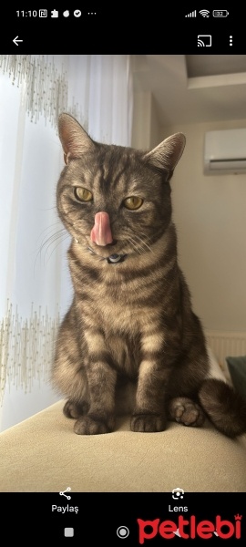 Scottish Fold, Kedi  Duman fotoğrafı