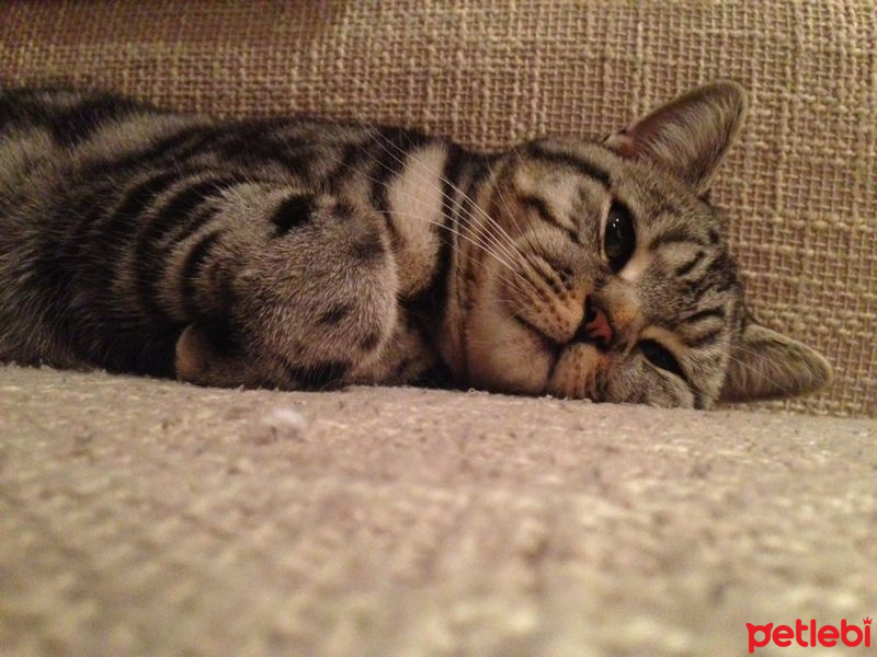 British Shorthair, Kedi  Muffin fotoğrafı