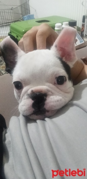 Fransız Bulldog, Köpek  Ares fotoğrafı