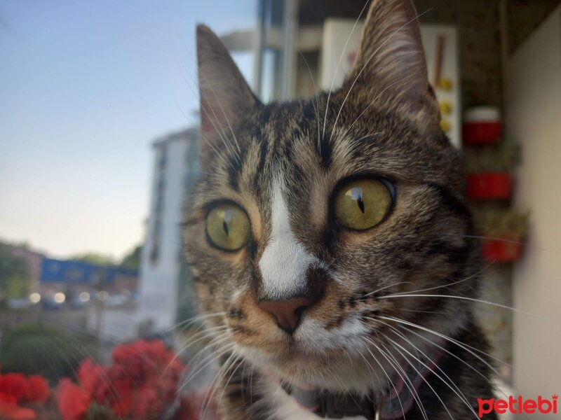 Tekir Kedi, Kedi  Umay fotoğrafı