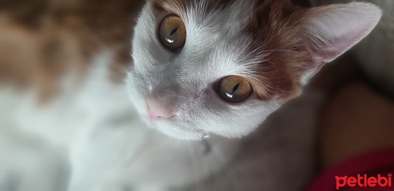Tekir Kedi, Kedi  Metin fotoğrafı