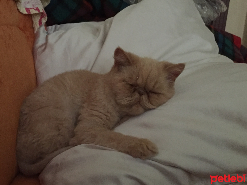 İran Kedisi (Persian), Kedi  zarife fotoğrafı