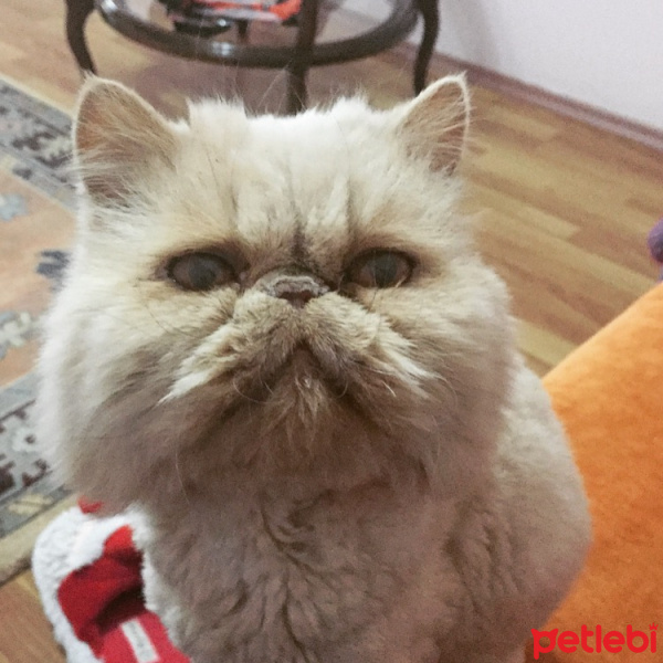 İran Kedisi (Persian), Kedi  zarife fotoğrafı
