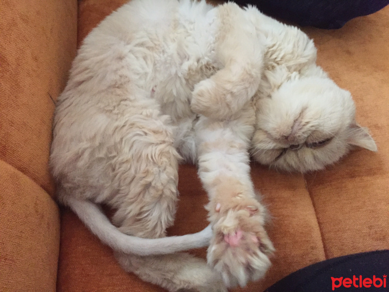 İran Kedisi (Persian), Kedi  zarife fotoğrafı